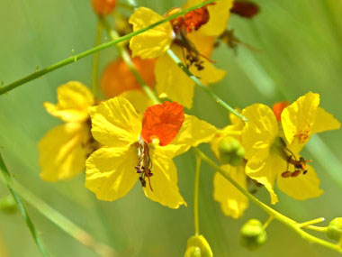 jerusalem thorn flowers