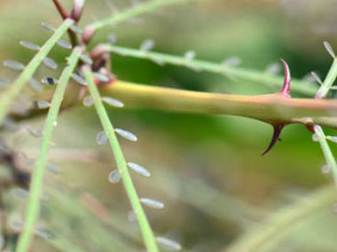 jerusalem thorn leaves
