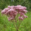 Joe Pye Weed