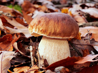 boletus edulis