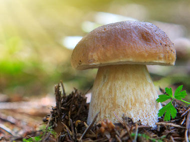 cep mushroom