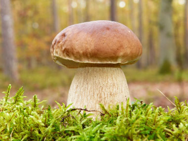 porcini mushroom