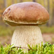 King Bolete