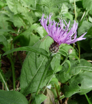 knapweed flower