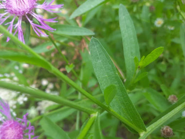 knapweed leaves