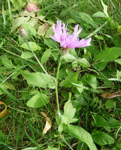 knapweed plant