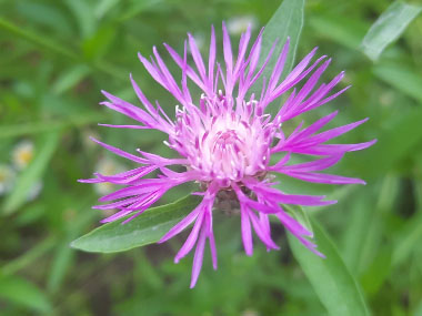 knapweed