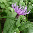 Knapweed