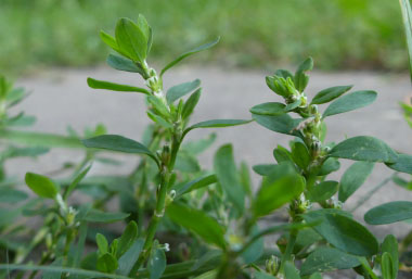 knotgrass flower buds