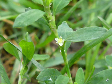 knotgrass flower