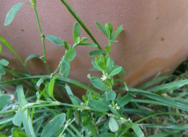 knotgrass plant