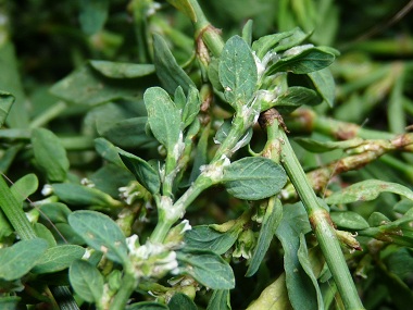 knotgrass stem and leaves