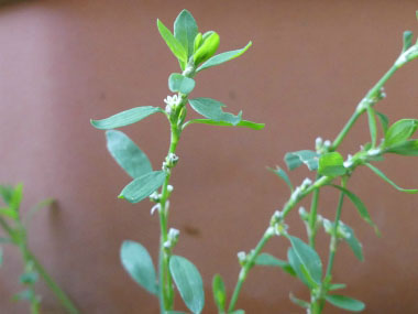 knotgrass stem