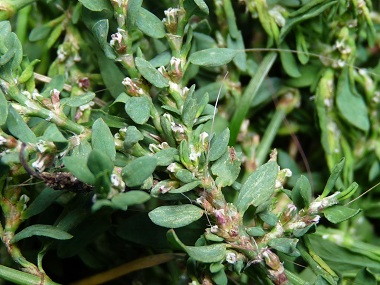 knotgrass