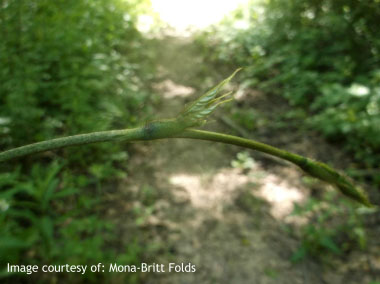 kudzu bud