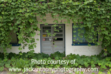 kudzu building