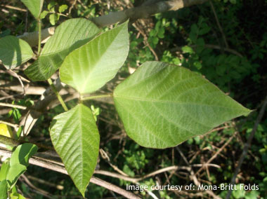 kudzu leaves 2