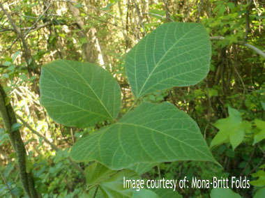 kudzu leaves