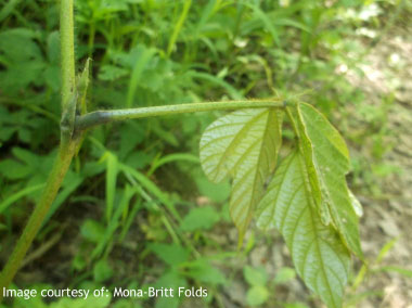 kudzu petiole