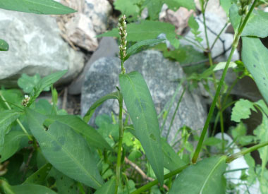 ladys thumb plant