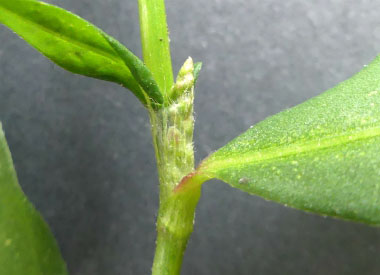 polygonum persicaria