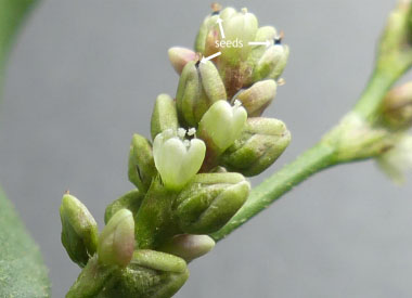 redshank flowers