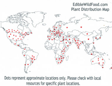 Chenopodium album distribution map