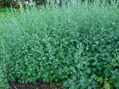 Chenopodium album picture