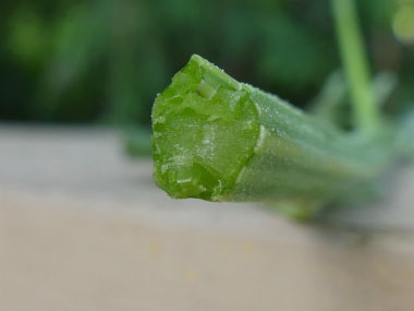 lambs quarters inside stem