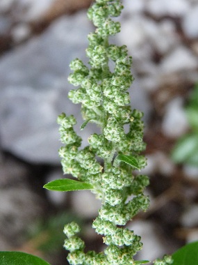 lambs quarters seeds