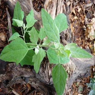 lambs quarters