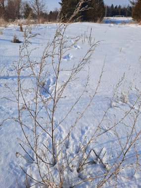 winter lambs quarter