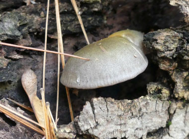 Panellus serotinus