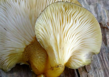 late fall oyster gills