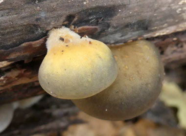 late fall oyster young growth