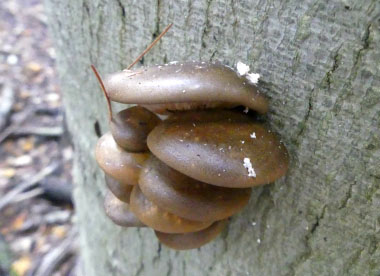 panellus serotinus edible