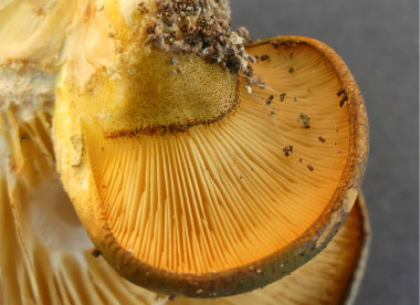 panellus serotinus gills