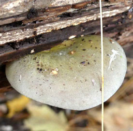 Late Fall Oyster