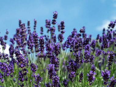 Lavandula angustifolia