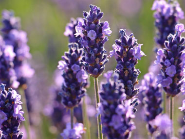 Lavender: Pictures, Flowers, Leaves & Identification