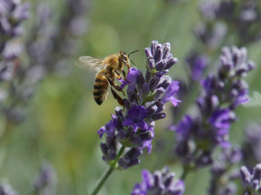 english lavender