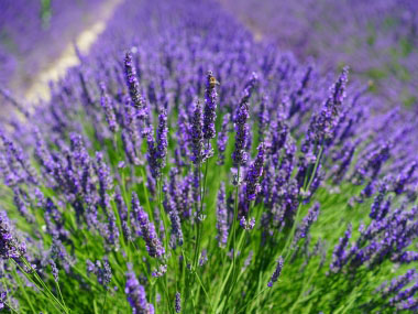 lavender fields