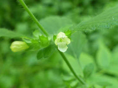 lemon balm flower