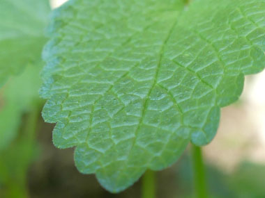 lemon balm leaf close up