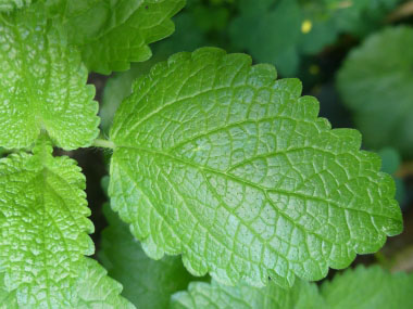 lemon balm leaf