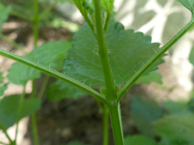 lemon balm stem