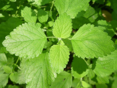 lemon balm