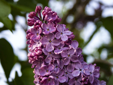 common lilac flowers