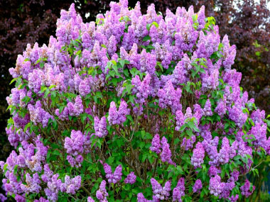 lilac bush