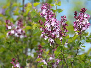 lilac tree